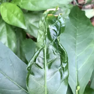 curling plant leaves: close-up of a severely rolled leaf with prominent veins, surrounded by healthy green foliage in a natural outdoor setting