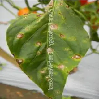 curling tomato leaf with advanced plant disease symptoms (severe spots and lesions), featuring 'plant pathology - east-west seed' text overlay and background tomato fruits