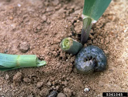 cutworm damaging seedling stem at soil surface with severed plant parts (id 5361045)