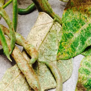 damaged bean plant leaves and pods due to spider mite infestation
