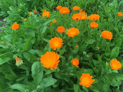 dark center calendula: multiple vibrant orange blooms with distinct dark centers growing in a lush garden with green foliage (similar to kabouana variety)