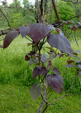 dark purple redbud foliage with heart-shaped leaves against a grassy, wooded background