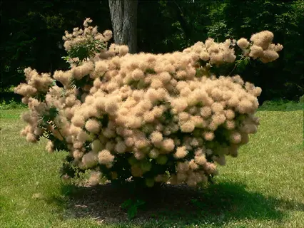 daydream smoke tree showcasing abundant fluffy pink plumes in a sunlit garden