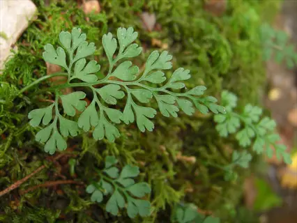 delicate fern leafed parsley plant with feathery, tri-pinnate green leaves growing on a mossy surface in a shaded, natural environment