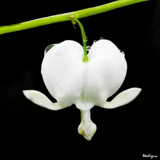 delicate white bleeding heart flower with water droplets, green stem against black background; includes artist signature