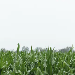 dense and overcrowded corn field under a cloudy sky