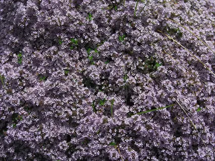 dense blooming thyme ground cover with countless tiny purple flowers forming a low-growing mat