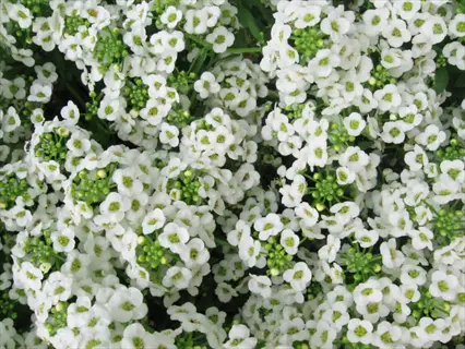 dense cluster of sweet alyssum flowers with tiny white blossoms and green centers covering stems and foliage