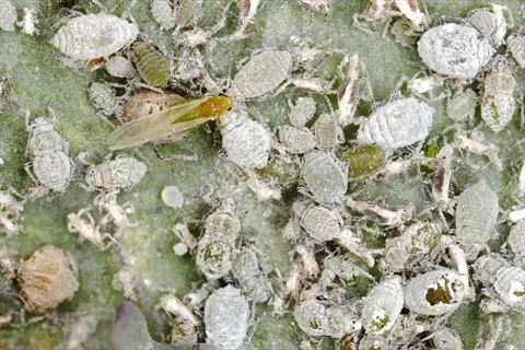 dense colony of cabbage aphids (light-colored insects with winged individuals) on a green plant surface