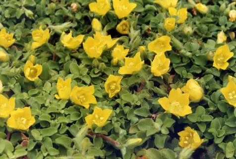 dense creeping jenny ground cover with vibrant yellow flowers and lush green foliage