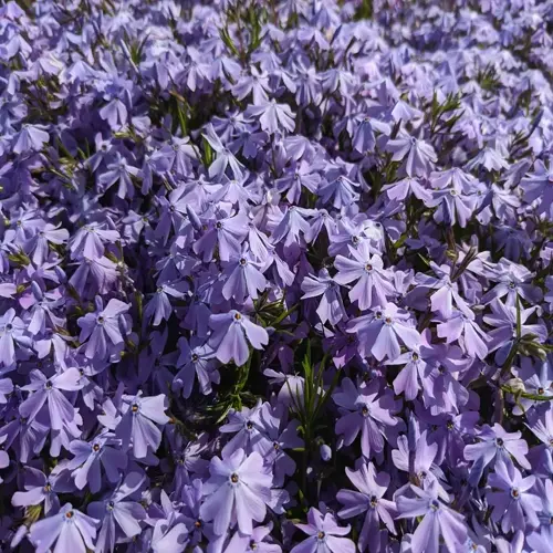 dense field of purple creeping phlox blooming in a vibrant garden