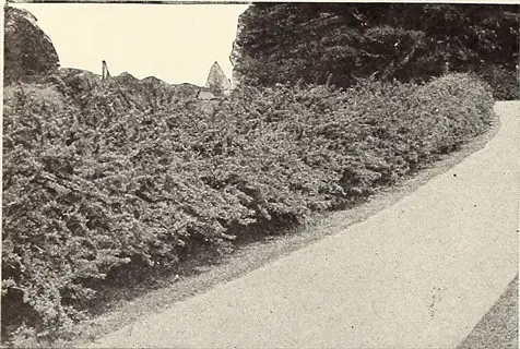 dense hedge of mentor barberry (berberis) along a garden pathway