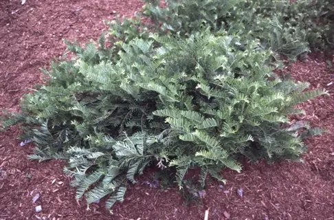 dense japanese yew 'densa' spreading habit with dark green foliage growing in mulched garden bed