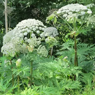 dense stand of giant hogweed plants with large white flower clusters and serrated leaves, invasive species forming monocultures