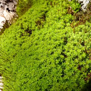 dense, vibrant green peat moss close-up covering ground in a natural setting