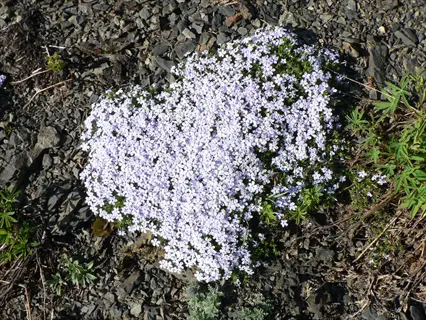dense white phlox ground cover flowering on rocky terrain with surrounding green foliage