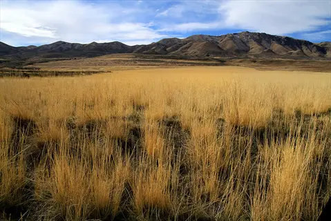 desert plains grass landscape with golden grasslands, rolling hills, and distant mountains under a partly cloudy sky