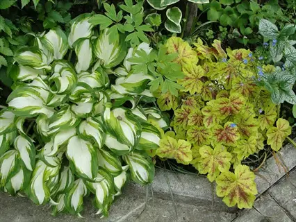 diamond lake hosta with variegated green-white leaves alongside golden heuchera foliage in a garden bed