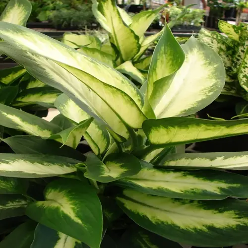 dieffenbachia plant variegated with green and white patterned leaves in a garden setting