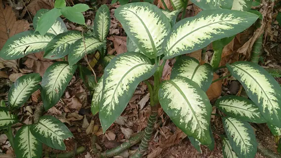 dieffenbachia tropic snow plant showcasing large green-and-white variegated leaves in a natural setting