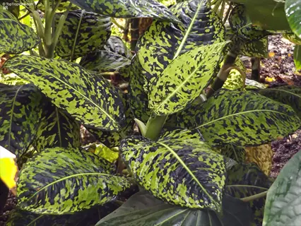 dieffenbachia tropical plant with speckled green and yellow leaves