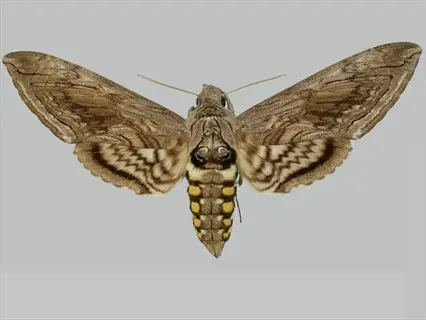 dill tomato hornworm adult moth with brown patterned wings and yellow-spotted abdomen on light gray background
