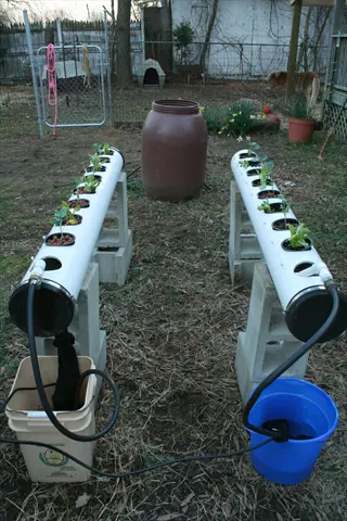 diy bucket drip irrigation system with pvc pipes mounted on cinder blocks; plants in pipes connected via hoses to water buckets for slow-drip bucket system watering