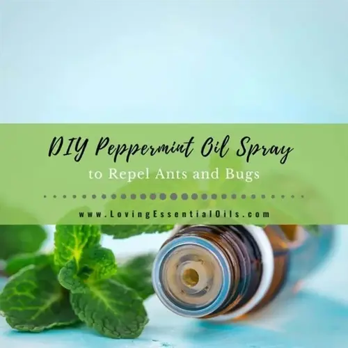 diy peppermint oil spray with fresh mint leaves for natural ant repellents kitchen - non-toxic pest control solution