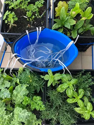 diy plant wick watering jar system with blue water reservoir and cotton wicks watering multiple potted herbs and greens in container garden