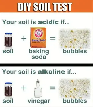 diy soil test infographic: vinegar soil test (soil + vinegar → bubbles indicates alkaline) and baking soda test (soil + baking soda → bubbles indicates acidic)