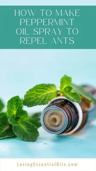 diy tutorial: how to make peppermint oil spray to repel ants - natural pest control with essential oils and fresh mint leaves for kitchen