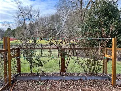 dormant blackberry canes trained on wooden trellis system in winter garden - demonstrates plant spacing through row arrangement and support structure