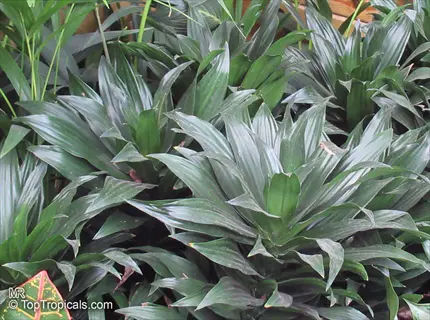 dracaena compacta plant cluster with glossy dark green sword-shaped leaves