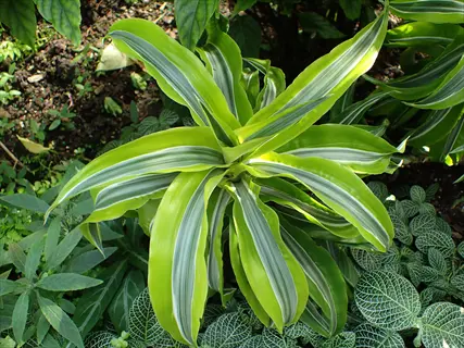 dracaena limelight plant with long green-and-white striped leaves in a garden