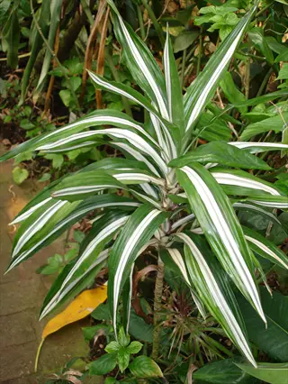 dracaena warneckii plant showcasing distinctive green and white striped foliage in a garden environment