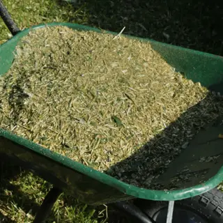 dried grass clippings mulch in a green wheelbarrow - light yellow-green shredded material for garden use, on grassy background