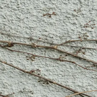 dried tendrils of a vine cling to a textured, light blue wall