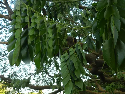 drooping plant leaves on a tree with glossy green compound leaves, sunlight filtering through foliage against a blue sky background