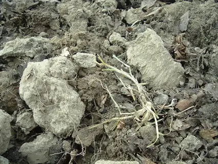 dry, lumpy chalky soil garden bed with debris and sparse vegetation
