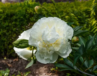 duchesse de nemours peony in full bloom with unopened buds among lush green foliage