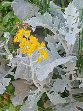 dusty miller silver foliage plant with yellow flowers growing in a garden