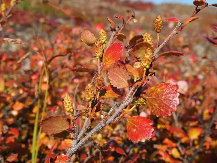 dwarf birch (betula nana) in arctic tundra showcasing vibrant autumn foliage and catkins