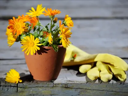 dwarf calendula pots: terracotta pot with vibrant orange-yellow calendula flowers, a yellow gardening glove, and a loose bloom on a rustic wooden surface