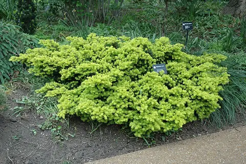 dwarf golden yew plant in rock garden setting with visible identification labels