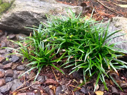 dwarf mondo grass growing between rocks and soil in a natural outdoor setting