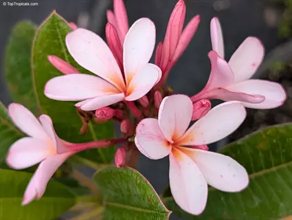 dwarf pink plumeria flowers with green leaves and buds