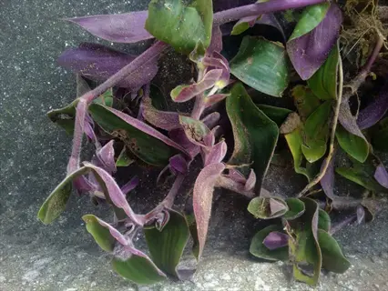 dwarf purple heart plant with green and purple leaves growing on a concrete surface