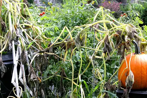 dying pumpkin vines with withered leaves and desiccated stems in a garden, featuring a ripe pumpkin and lush background vegetation