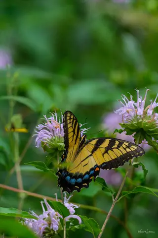 eastern tiger swallowtail butterfly on bergamot wildflowers in a lush garden