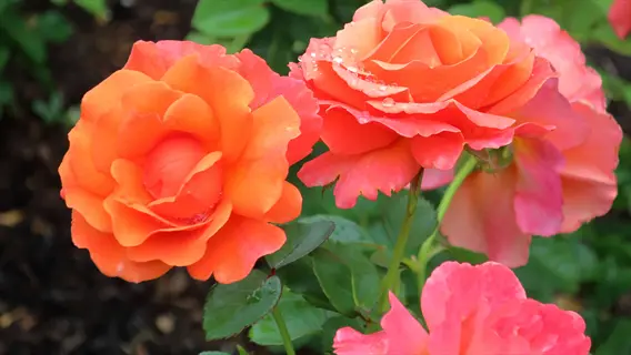 easy going floribunda rose: vibrant orange-pink gradient blooms with dewdrops